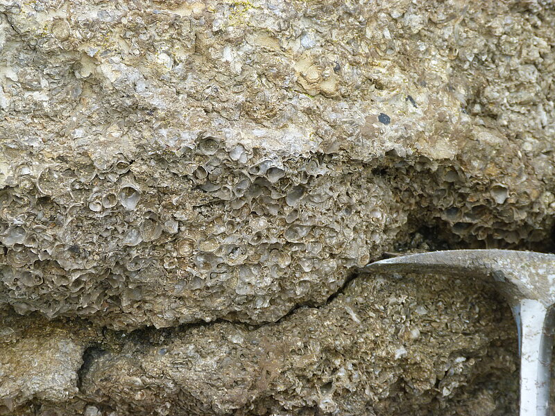 Récifs à huitres d'âge jurassique dans le Boulonnais, Hauts-de-France